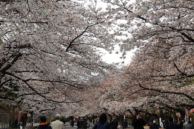 まるでサクラのトンネルのような美しい景色