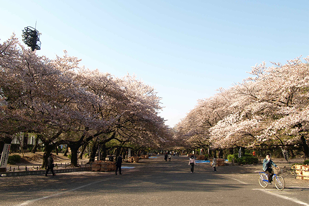 園内のさくら通りの風景。うえの桜まつりにはたくさんの人でにぎわう