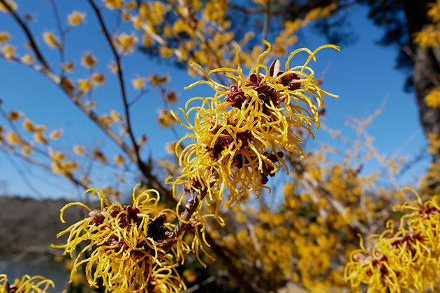 鮮やかに咲く「バームステッドゴールド」は、くるくるとまく花が可愛らしい