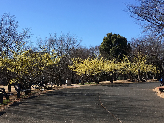 2月はマンサクを写真に収めようと、来園される方がたくさん！