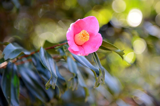 1月に花開く「金魚葉椿（きんぎょつばき）」は、葉っぱが金魚に似ていることから名付けられている