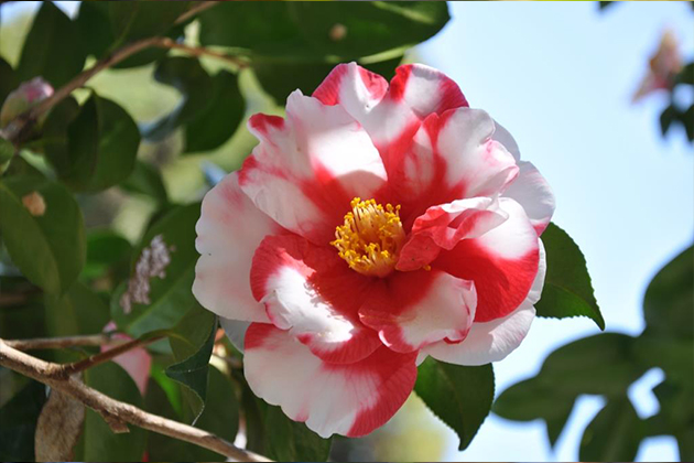 3月に開花する「岩根絞（いわねしぼり）」