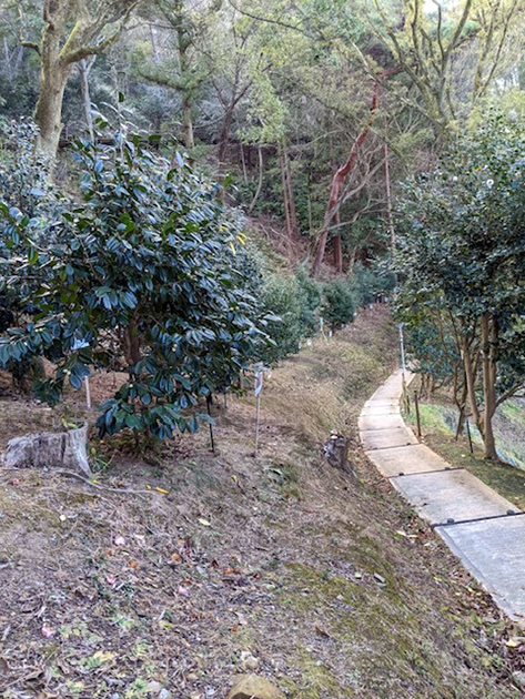 「愛媛のつばきゾーン」とその近辺は愛媛のツバキ50品種余りを植栽している。愛媛が原種のツバキ「石鎚」「伊予侘芯」「大洲天ヶ下」「宝川」「想夫恋」「酒天童子」「与一（与市）」など多彩な品種がみられる