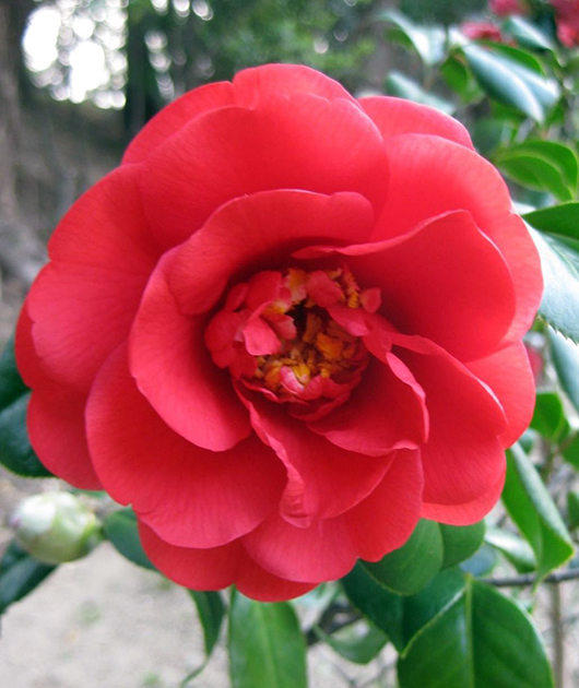 愛媛のツバキ「酒天童子(しゅてんどうじ)」は、見応えのある朱紅色の八重の花弁、蓮華咲きの大輪、筒しべが特徴
