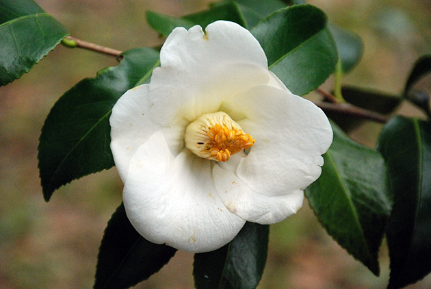 愛媛のツバキ「篤山椿（とくざんつばき）」は、白色の一重、花径小～中輪、筒しべ。咲き方が椀～ラッパ咲きなので他品種と見比べてみてください