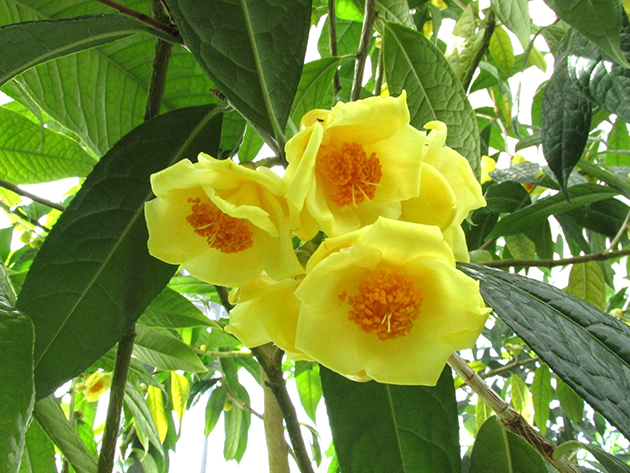 中国原産の貴重な黄花のツバキ「金花茶（きんかちゃ）」は2月上旬に開花し、見ごろを迎える