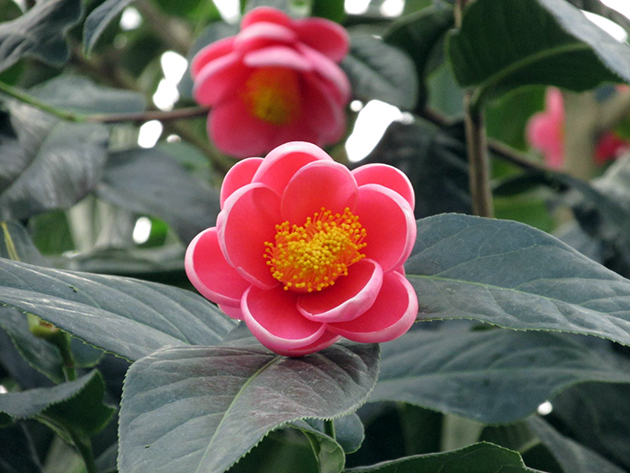 同園で赤花と白花がともにたくさん開花するベトナム原産のツバキ「ハイドゥン」は、 2月上旬に最盛期を迎える
