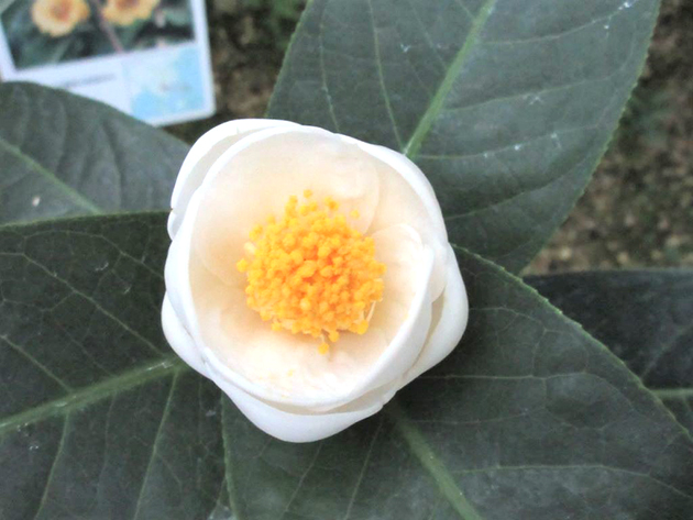 1月上旬に開花した「ハイドゥン」の白花