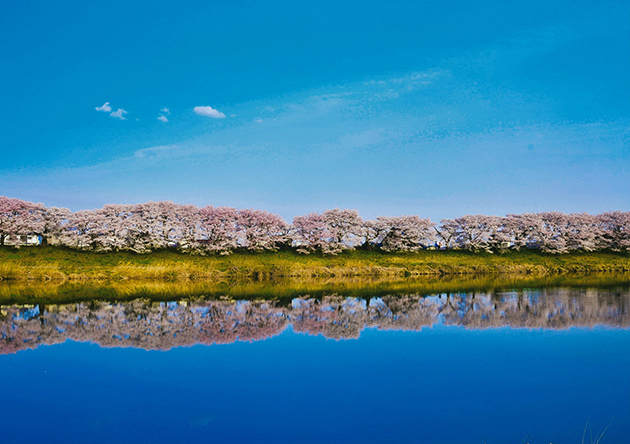 清流、白石川に映り込む「逆さ桜」
