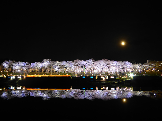 桜まつり期間中に開催される夜桜ライトアップ