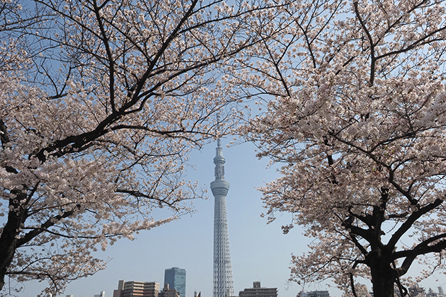 東京都のシンボルタワーの一つである東京スカイツリーとサクラのコラボレーションが楽しめる