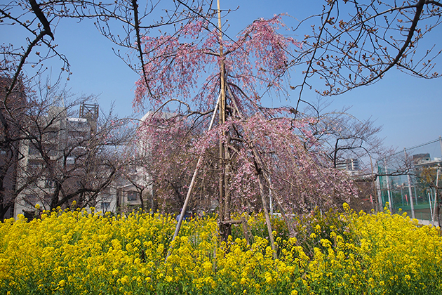 福島県の国天然記念物指定の「三春滝桜（千本桜）」を原木とする「ベニシダレ」。3月ごろの様子　※現在は菜の花の植栽を実施していません