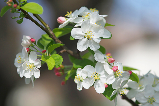 「オオシマザクラ（大島桜）」は、4月上旬に葉が開くとともに純白の一重の花を咲かせる