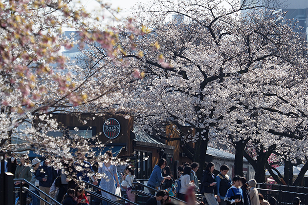 サクラの最盛期には大勢の方が駆け付け、3月恒例の「花まつり」も賑（にぎ）わいを見せる
