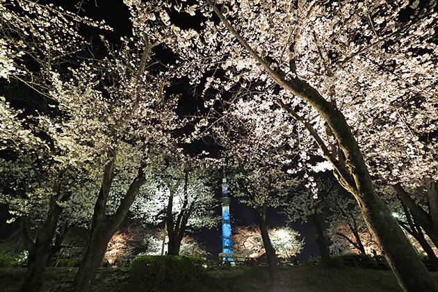 夜になると、ライトアップされたスカイツリーと共に夜桜が楽しめる