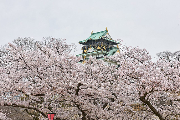 満開のサクラとともに大阪城の天守閣が観賞できる