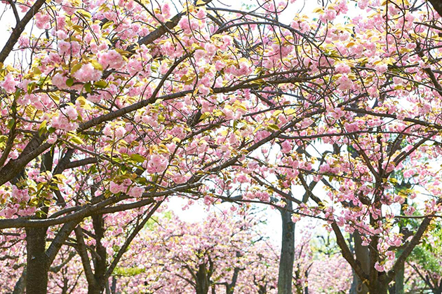 例年「ソメイヨシノ」のピークを終えると、遅咲きの「八重桜」が見ごろを迎える