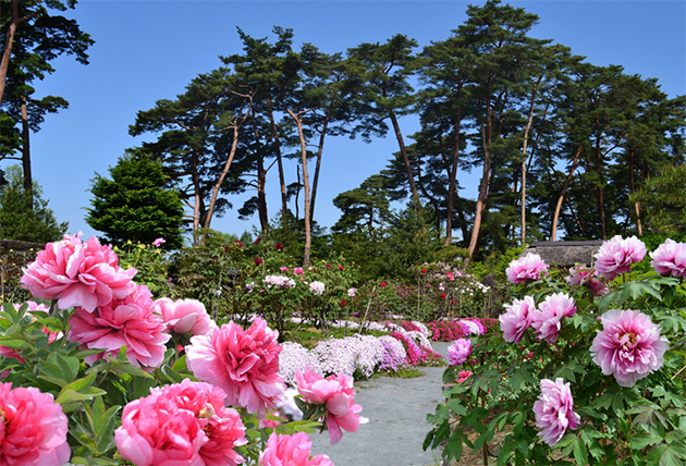 中央圃場より望む松並木。老松に囲まれて咲き競う美しいボタンの花。色とりどりのボタンは中咲きの品種が多く、5月上～中旬に見ごろを迎える