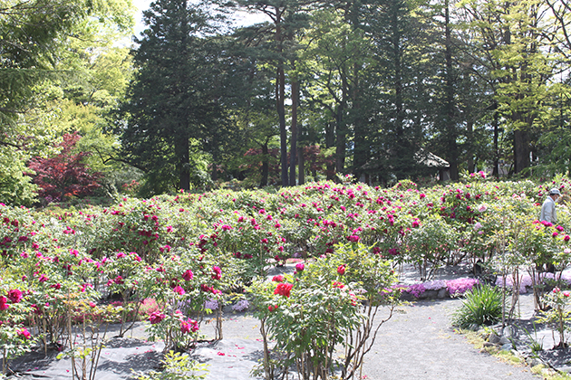国指定名勝に指定された圃場に咲き誇るボタンの花。早咲きの品種のため、4月下旬が見ごろ