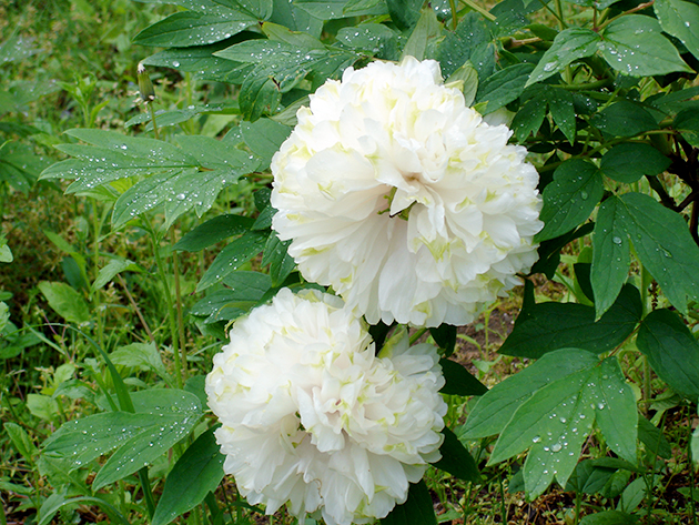 「緑玉香（りょくぎょくこう）」は、花色が緑から白へと移り変わる珍しいボタン。遅咲きで、5月中～下旬に見ごろを迎える