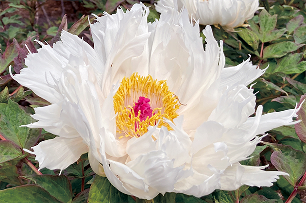 「御国の曙（みくにのあけぼの）」は、ボタンの花の中でも珍しい“切れ弁”（花弁に深い切れ込みがある）の白い花