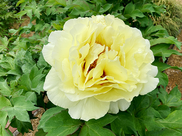 遅咲きの「黄冠（おうかん）」は、5月ごろに見ごろを迎える。大輪のレモンイエローの花弁が特徴。香り高く園内を彩る