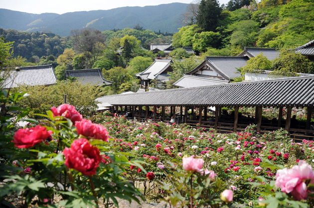 登廊（のぼりろう）に沿って咲くボタン