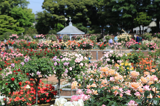 例年、春のバラが見ごろを迎える5月中旬～6月上旬に「ばら園祭り」を開催。