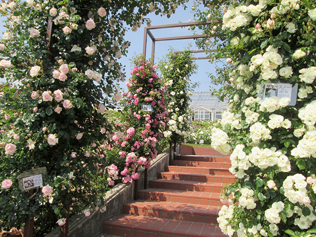 5月下旬、３連のアーチの下で、多くの方が写真を撮られます。つるバラは春の一季咲きが多いので、春ならではの光景です。