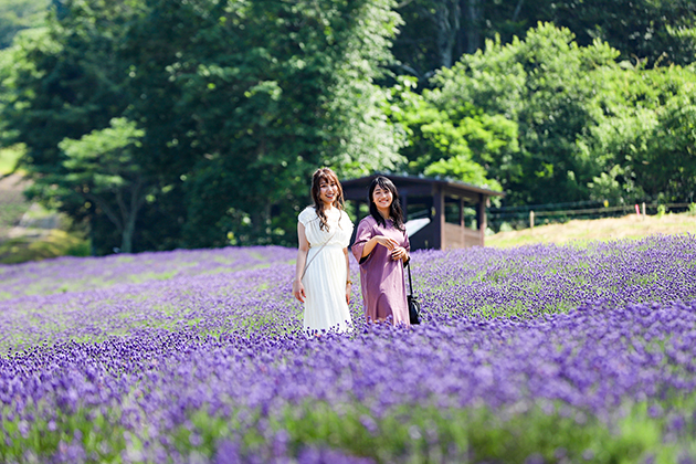 7月中旬の「ハイランドガーデン」。咲き誇るのは、たんばらで例年7月中～下旬にかけて見ごろとなる早咲きラベンダーの「こいむらさき」。品種名を体で表す濃い紫色とやや小ぶりな株が特徴です。