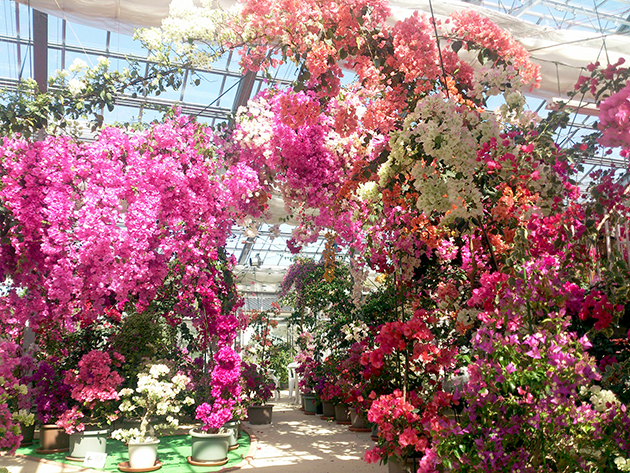 頭上を覆うように咲く、ブーゲンビリアの花のトンネルは、園内いたるところでご覧いただけます。