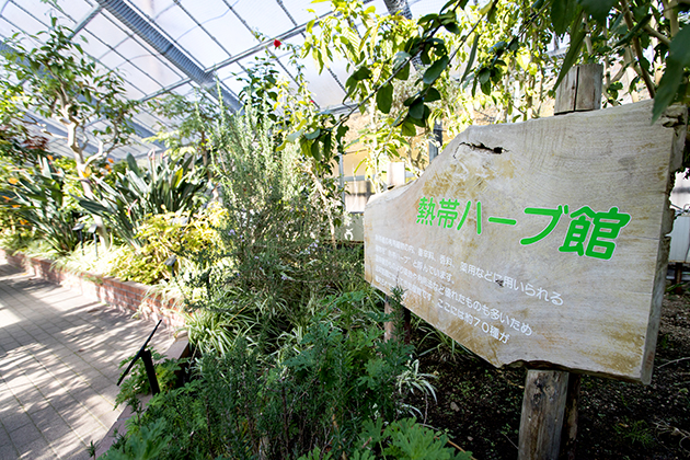 「熱帯ハーブ館」は、日本初の“熱帯ハーブ”を集めた展示温室です。香りのハーブ20種をはじめ、全部で約70種の熱帯ハーブが集合しています。ワサビノキなどが展示されています。