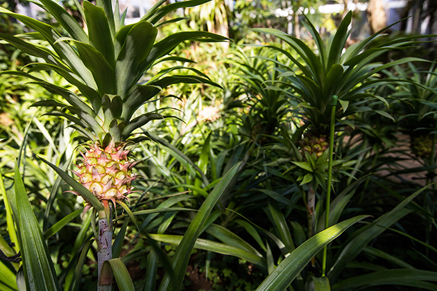 まるでジャングルのような「熱帯植物館」には、パイナップルやバナナもあります。ぜひ探してみてください。