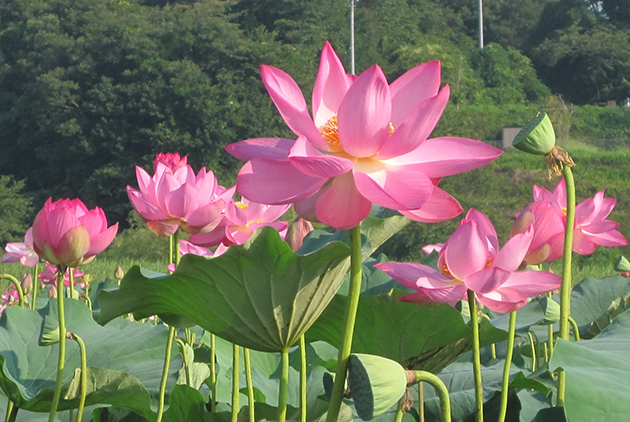 葉も花も大きく立派に育っています。昨年の大雨の影響に負けず、今年も元気にたくさん咲くことを期待しています。