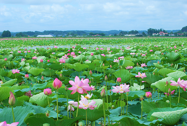 例年の湖面いっぱいに咲き誇る様子です。今年もこの姿を多くの方にご観賞いただきたいです。