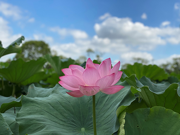晴天の朝が一番見応えがあります。