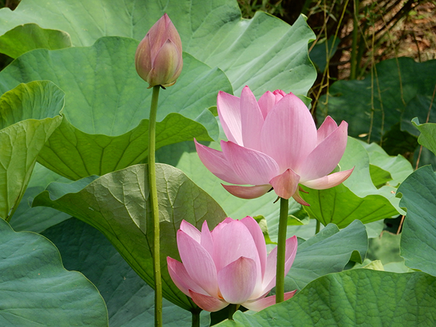 7月上旬ごろ、ハス池にて撮影。