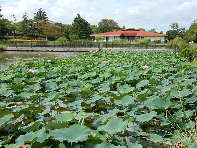 「水辺の生きもの館」の裏にあるハス池が、園内で一番多くハスが群生する場所です。