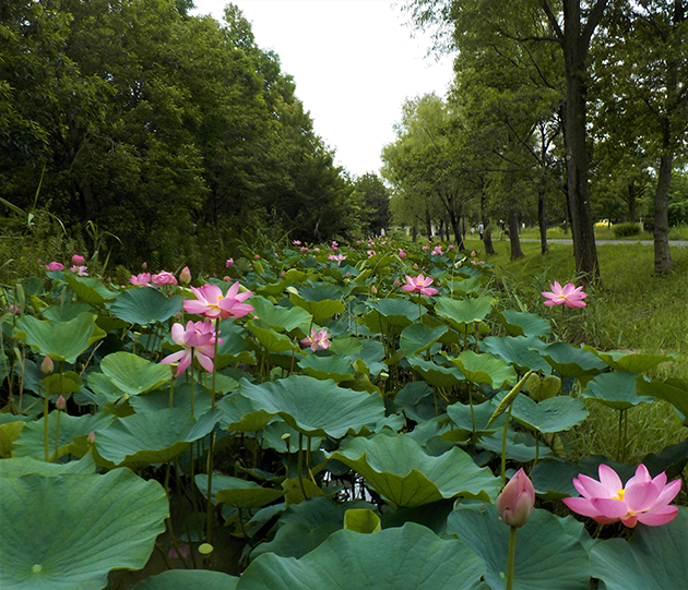 ハス池の近くにある中央水路でも開花することがあります。