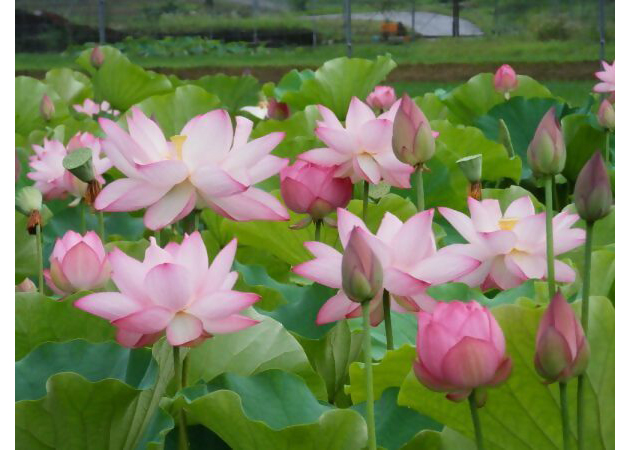 大賀蓮 古代ハスは、 1951年（昭和26年）に植物学者の故・大賀一郎博士が、千葉市の2000年前の縄文遺跡から種を発掘し、見事よみがえらせた世界最古のハスです。
