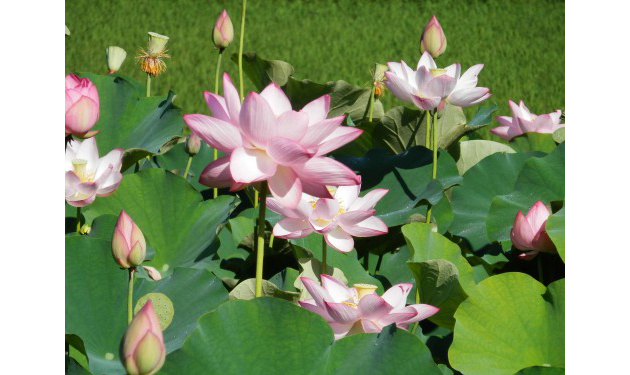 見応えのある、大きく鮮やかなピンク色の花を咲かせます。このハスは茨城県古河市から譲り受けました。