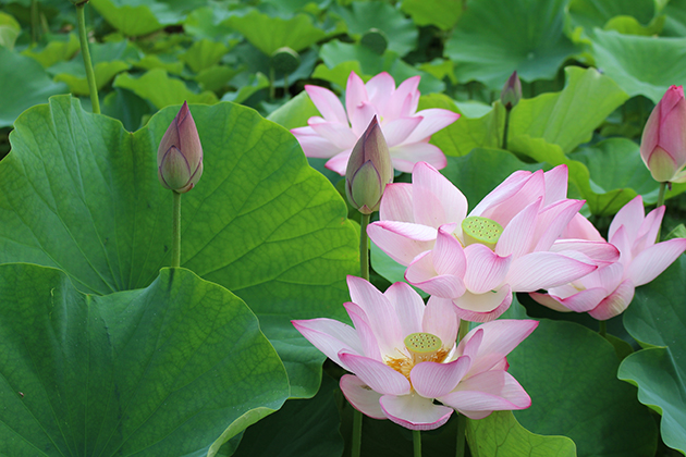 7～8月にかけ、ハスの花が咲き誇ります。花の観賞は、午前中がおすすめです。