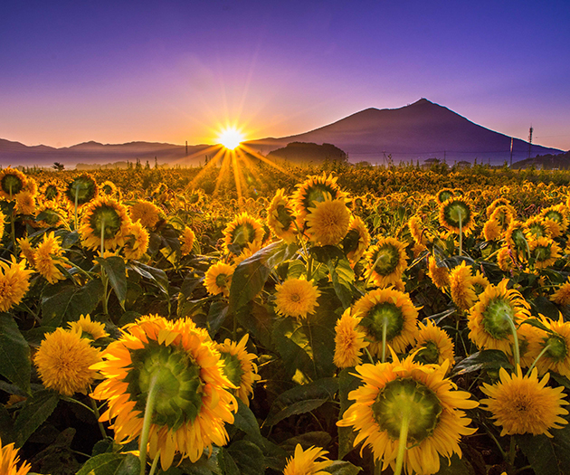 一面に広がる空の青と花々の黄色が織りなすコントラストが、幻想的な景色です。