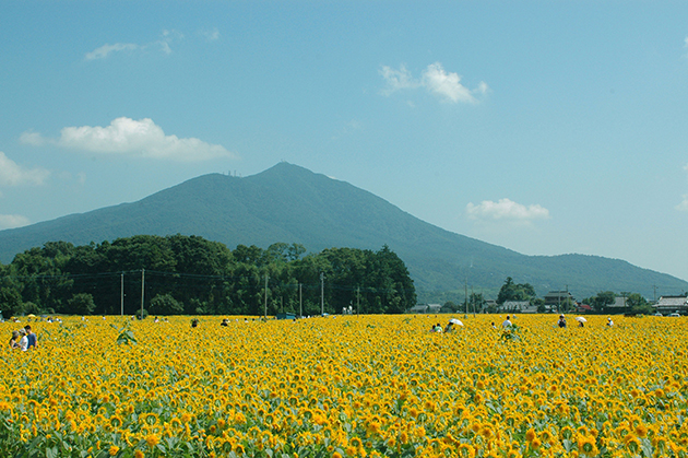 元気いっぱいに咲く姿は夏の風物詩です。
