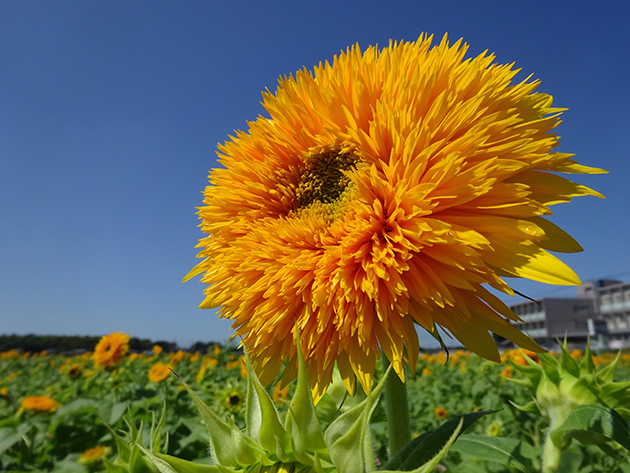 「東北八重ひまわり」は花の中心までびっしり花びらで覆われているのが特徴です。