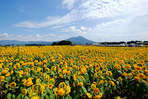 夏風に揺れる約100万本の「東北八重ひまわり」