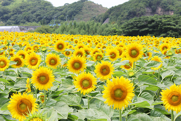 園内に咲きそろうヒマワリ。暑い中でも元気に咲いている姿は圧巻です。