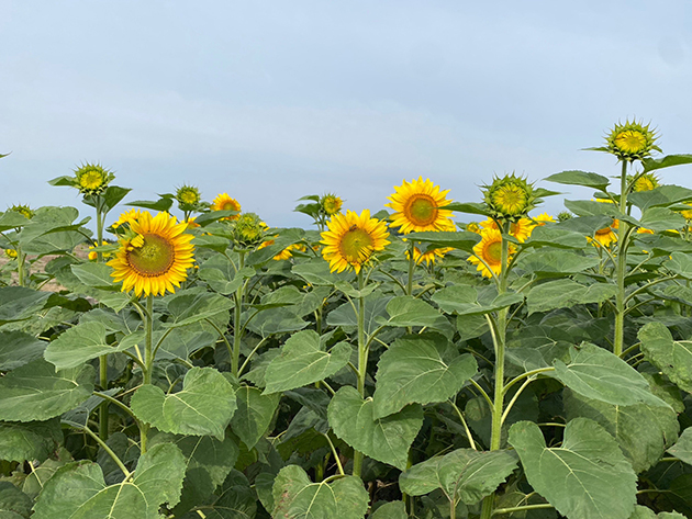 咲き始めるヒマワリの様子です。緑色の蕾が連日花開きます。