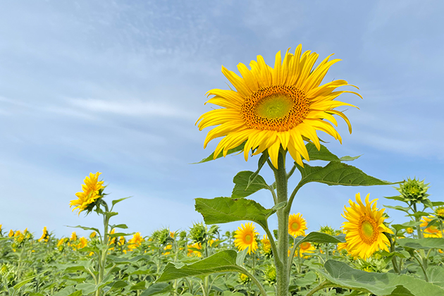 酷暑が続きますが元気に開花しています。