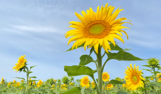 ヒマワリ｜季節の花めぐり｜読みもの｜サカタのタネ 家庭菜園・園芸